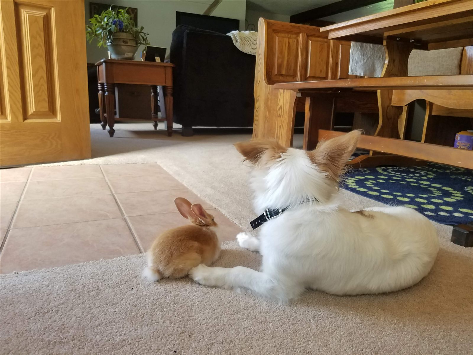 Eliya the rabbit and Rylee the dog lying close together on the living room carpet.