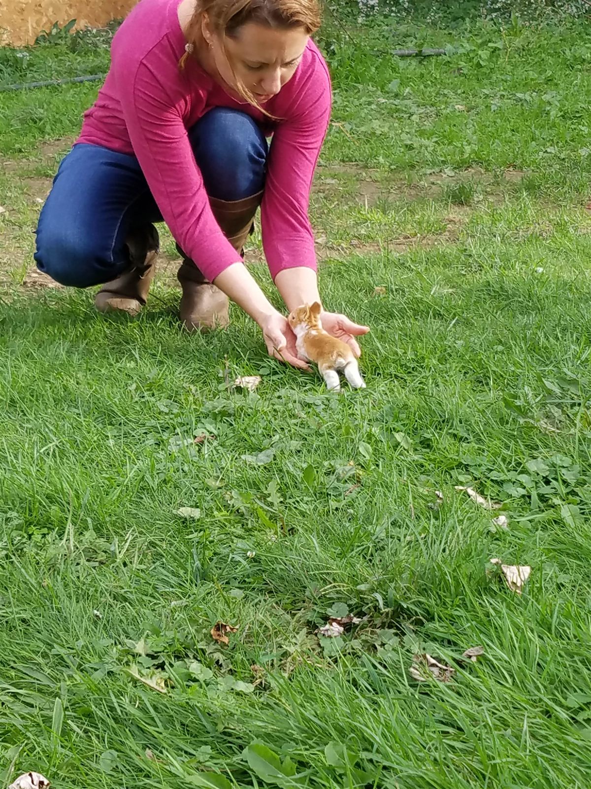 A tiny rabbit climbing into a cupped hand in the grass.