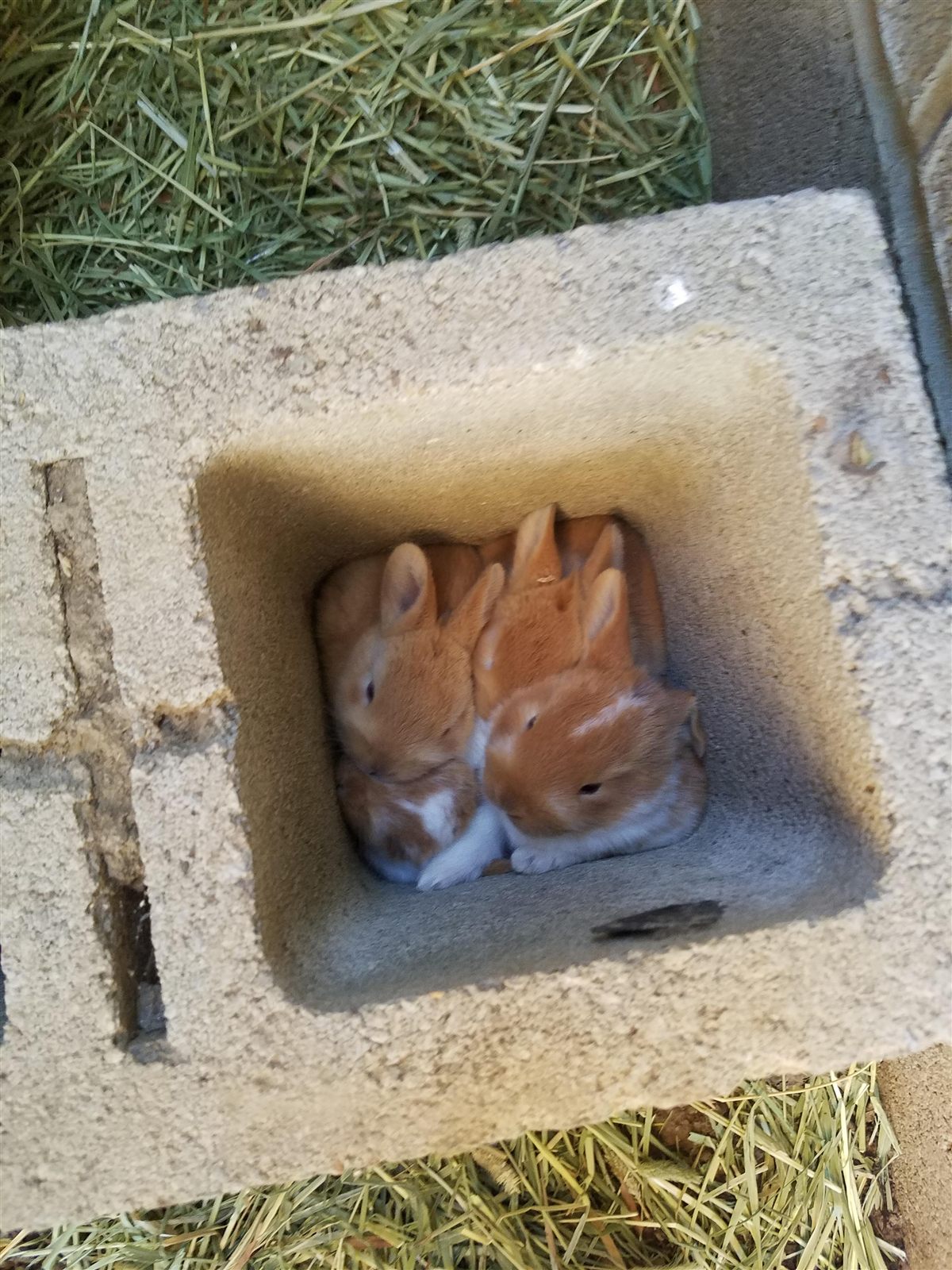 Two baby rabbits nested together inside a cinder block, found on the property in Green Township.